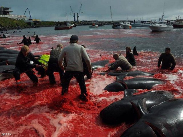 عودة موسم "نحر الحيتان" في جزر الفارو الدنماركية