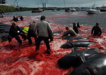 عودة موسم "نحر الحيتان" في جزر الفارو الدنماركية