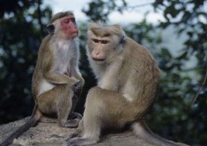 قرود تسحق خمسة أفراد من عائلة واحدة في الهند