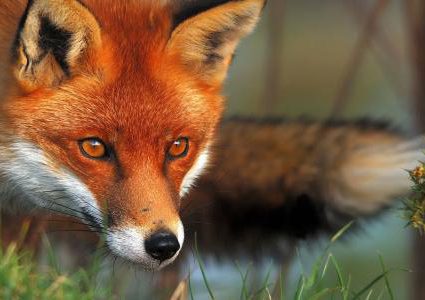 دراسة: العلاقة بين الثعالب والإنسان بدأت منذ العصر الحجري