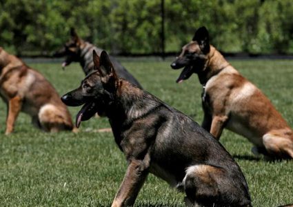 دراسة ألمانية: الكلاب البوليسية تستطيع الكشف عن حالات كورونا