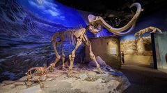 عمره 10000عام.. العثور على هيكل عظمي في بحيرة سيبيرية