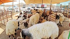 كورونا والرواتب يضربان موسم الأضاحي في مقتل