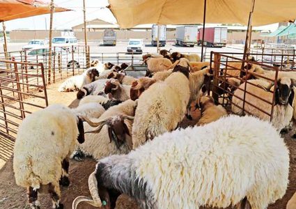 كورونا والرواتب يضربان موسم الأضاحي في مقتل