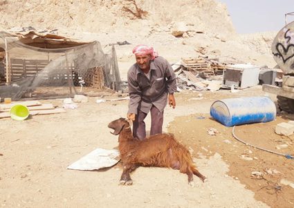 نفوق 54 رأساً من الماشية بالأغوار بسبب اعتداءات المستوطنين