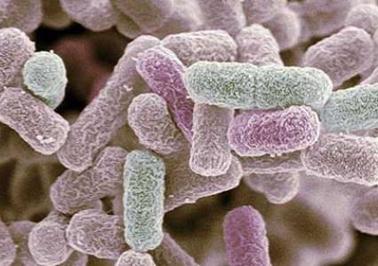 العلماء يستعينون بعلاج عمره ألف سنة لمواجهة البكتيريا