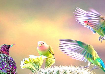 تعرفوا على رياضة عد أصوات العصافير !