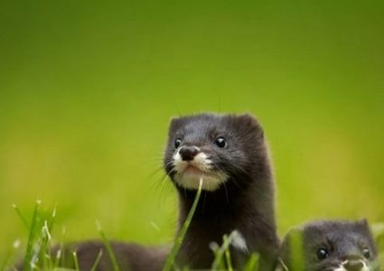 حيوان جديد متهم بنقل فايروس كورونا بين البشر