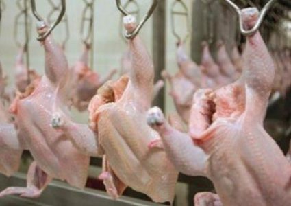 الحكومة الأردنية توضح حقيقة استيراد الدجاج الفاسد من أوكرانيا