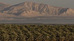 مسؤول أمريكي:لا يوجد قرار نهائي بشأن الضم ومتمسكون بـ"صفقة القرن"