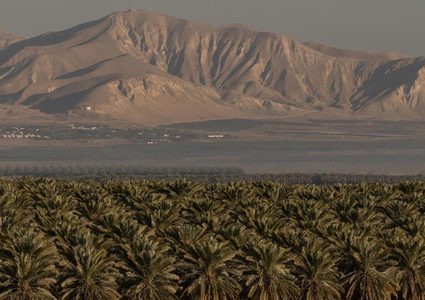 مسؤول أمريكي:لا يوجد قرار نهائي بشأن الضم ومتمسكون بـ"صفقة القرن"