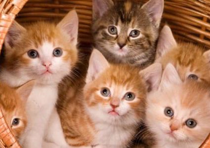 ما تفسير رؤية القط في المنام؟