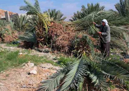 الاحتلال يقتلع أشتالا من النخيل في  بالأغوار