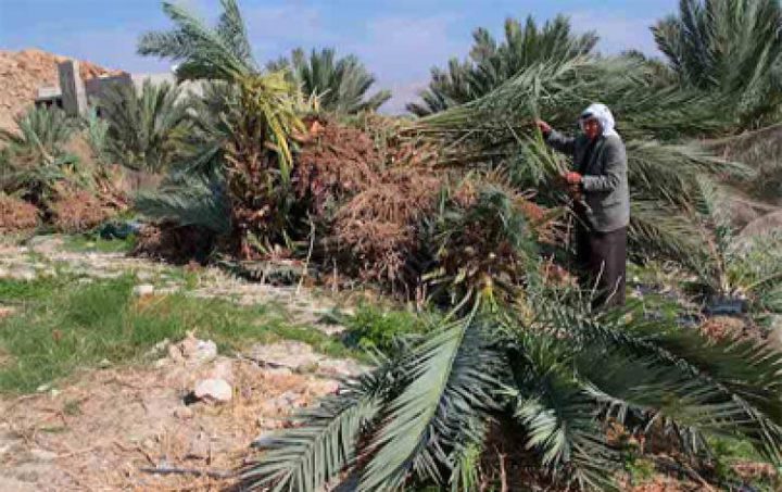 الاحتلال يقتلع أشتالا من النخيل في  بالأغوار