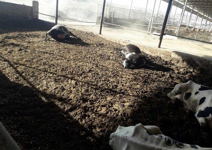 مقتل عشرات الأبقار على يد مسلحين بالخليل