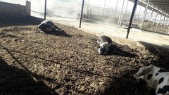 مقتل عشرات الأبقار على يد مسلحين بالخليل