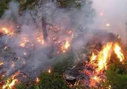 الحرائق تلتهم غابات تونس