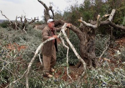 الاحتلال يقتلع 100 شتلة زيتون جنوب بيت لحم