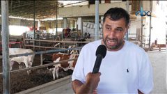 إقبال ضعيف على شراء الأضاحي في غزة رغم إنخفاض أسعارها