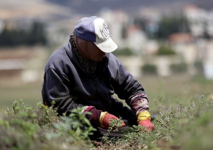 مزارعون يحصدون محصول الزعتر في مدينة جنين