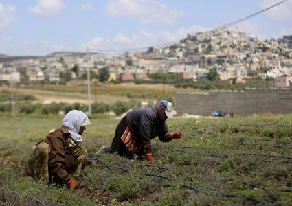 مزارعون يحصدون محصول الزعتر في مدينة جنين