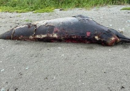 العثور على حيوان غامض يثير اهتمام العلماء