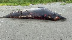 العثور على حيوان غامض يثير اهتمام العلماء