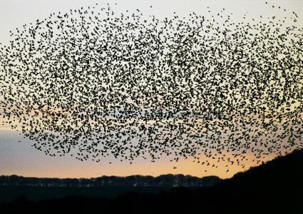 محميات فلسطين: حماية الطيور المهاجرة أبرزت صورة مشرقة لفلسطين