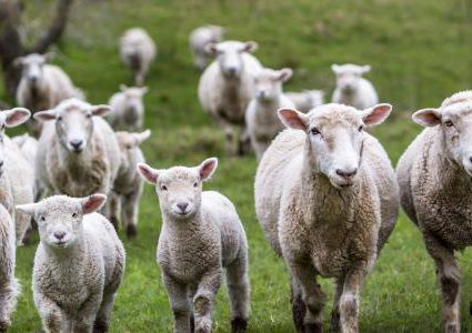 شاهد أغنام تقف جامدة في مكانها لساعات