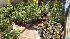 ضبط مشتل للمخدرات جنوب الخليل