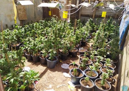 ضبط مشتل للمخدرات جنوب الخليل