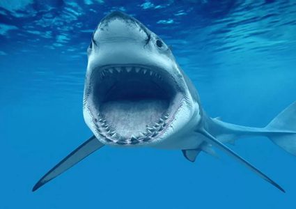 أسترالي يدخل في مواجهة مباشرة مع قرش أبيض لانقاذ زوجته