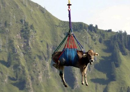 ما هي قصة صورة "البقرة الطائرة" في جبال الألب السويسرية ؟