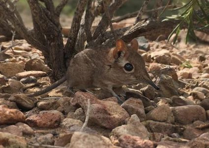 شاهد ظهور حيوان نادر اختفى منذ عام 1968
