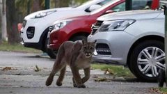 الأسود الجبلية تنتشر في عاصمة تشيلي بسبب كورونا