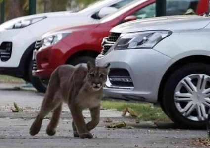 الأسود الجبلية تنتشر في عاصمة تشيلي بسبب كورونا