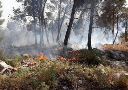 حريق كبير يلتهم 500 شجرة جنوب جنين