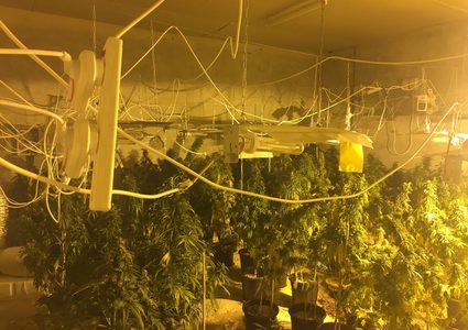 ضبط 220 شتلة ماريجوانا داخل مشتلا للمخدرات في يطا