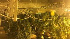 ضبط 220 شتلة ماريجوانا داخل مشتلا للمخدرات في يطا