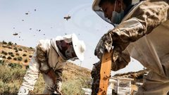 العسل أفضل من المضادات الحيوية