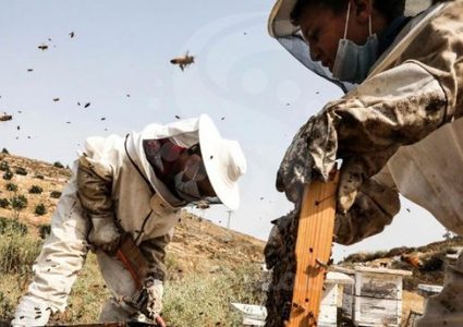 العسل أفضل من المضادات الحيوية