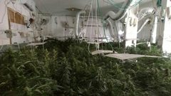 ضبط 93 شتلة من نبات "الماريجوانا" المخدرة في الخليل