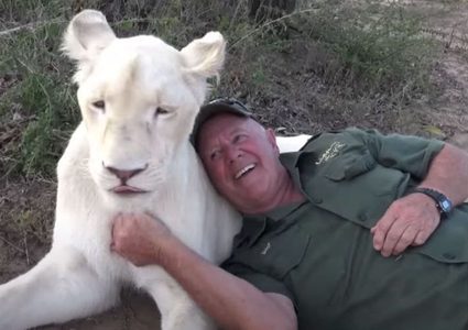 جنوب أفريقيا.. لبؤة تقتل مربيها أمام عيني زوجته