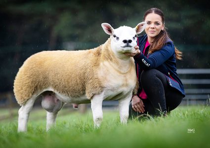 اسكتلندا.. بيع أغلى خروف بالعالم بسعر خيالي