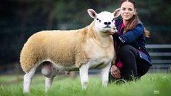 اسكتلندا.. بيع أغلى خروف بالعالم بسعر خيالي