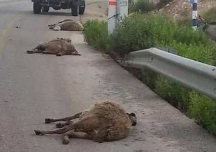 مستوطن يدهس قطيع أغنام جنوب الخليل