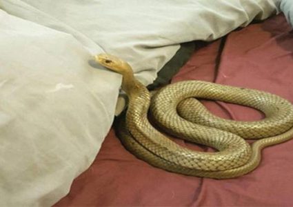 روسيا.. سيدة تبتلع أفعى عملاقة أثناء نومها !