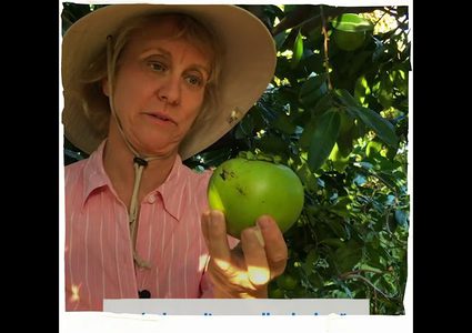 فاكهة السابوتي الأسود .. أغرب فاكهة قد تراها عينيك