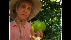 فاكهة السابوتي الأسود .. أغرب فاكهة قد تراها عينيك