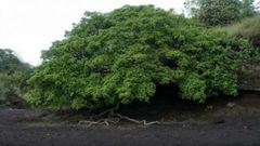 ما هي أخطر شجرة في العالم ؟